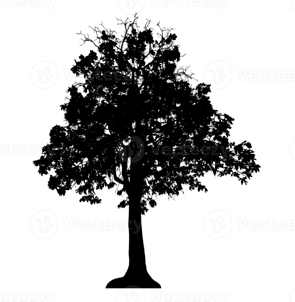 Realistic tree silhouette isolated on transparent background with clipping path and alpha channel png