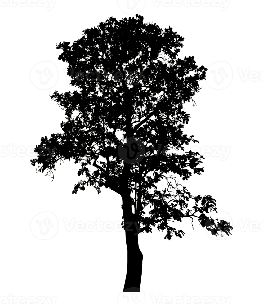 Realistic tree silhouette isolated on transparent background with clipping path and alpha channel png