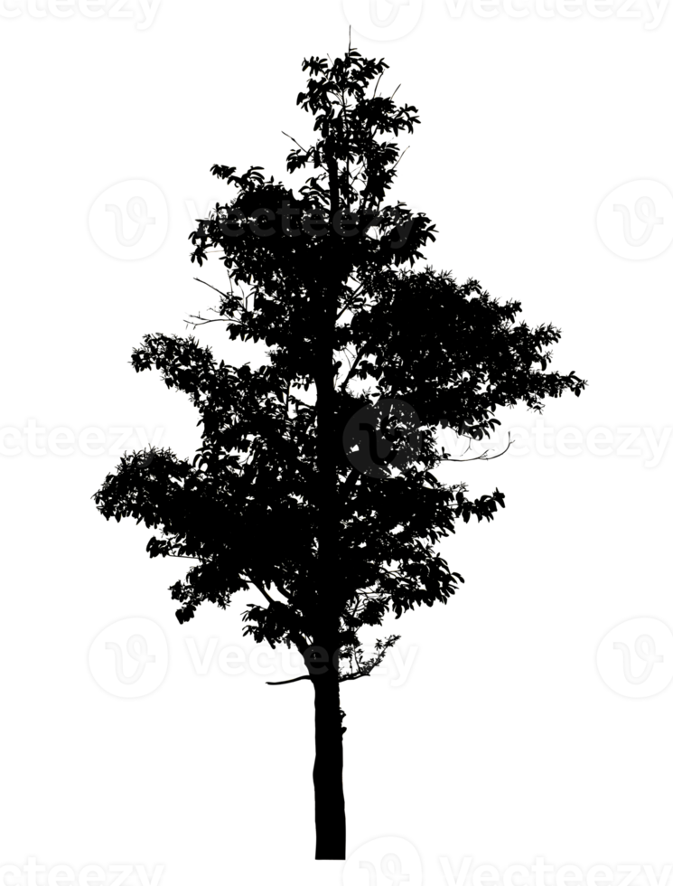 Realistic tree silhouette isolated on transparent background with clipping path and alpha channel png