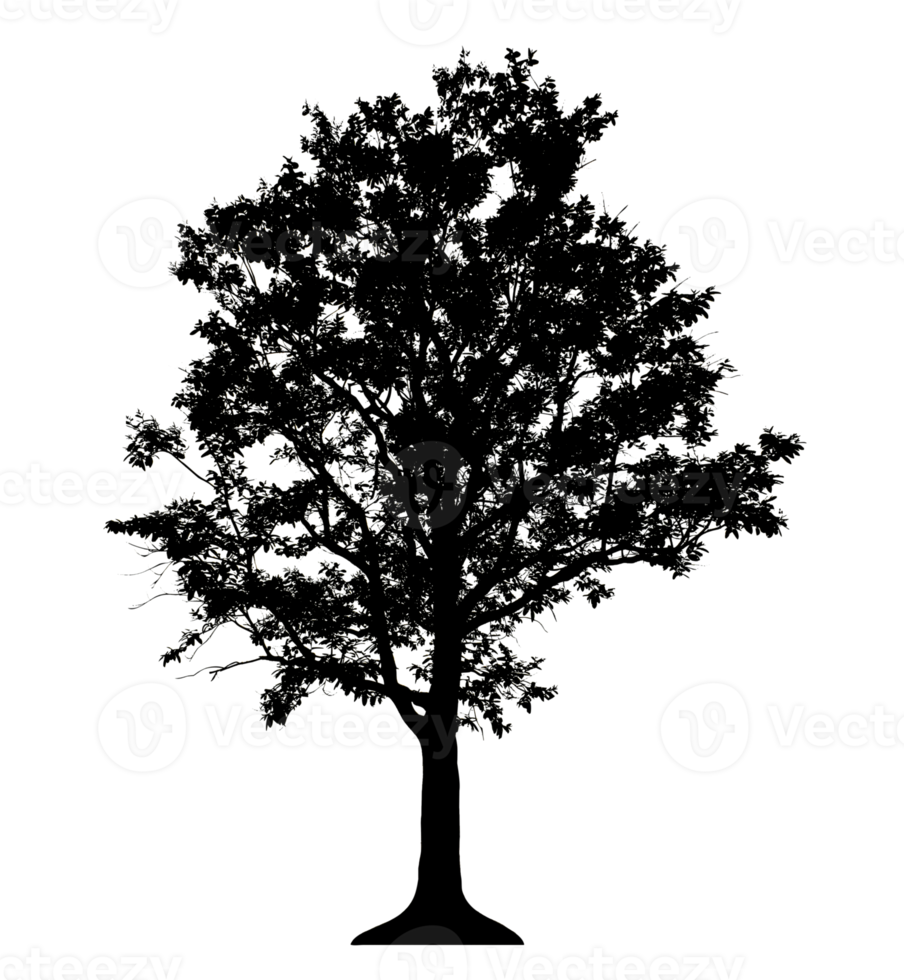 Realistic tree silhouette isolated on transparent background with clipping path and alpha channel png