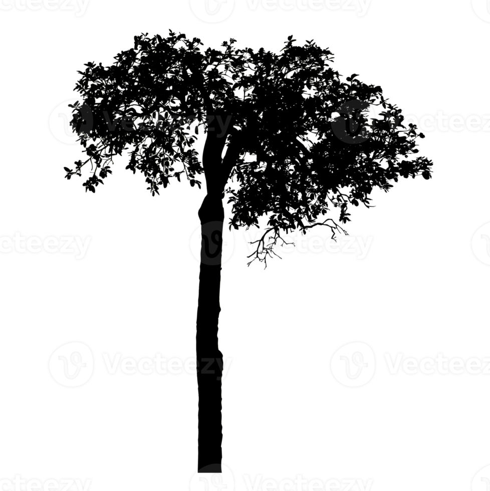 Realistic tree silhouette isolated on transparent background with clipping path and alpha channel png
