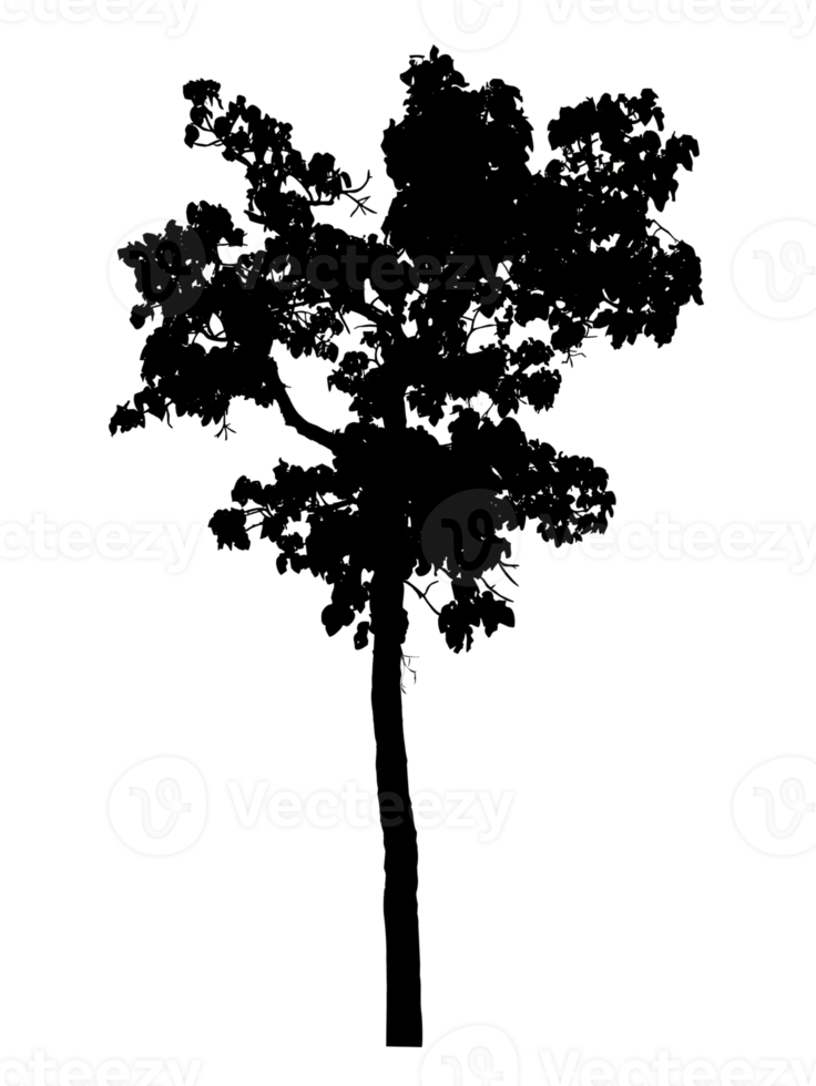 Realistic tree silhouette isolated on transparent background with clipping path and alpha channel png