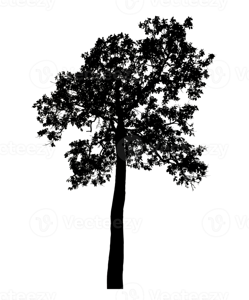 Realistic tree silhouette isolated on transparent background with clipping path and alpha channel png
