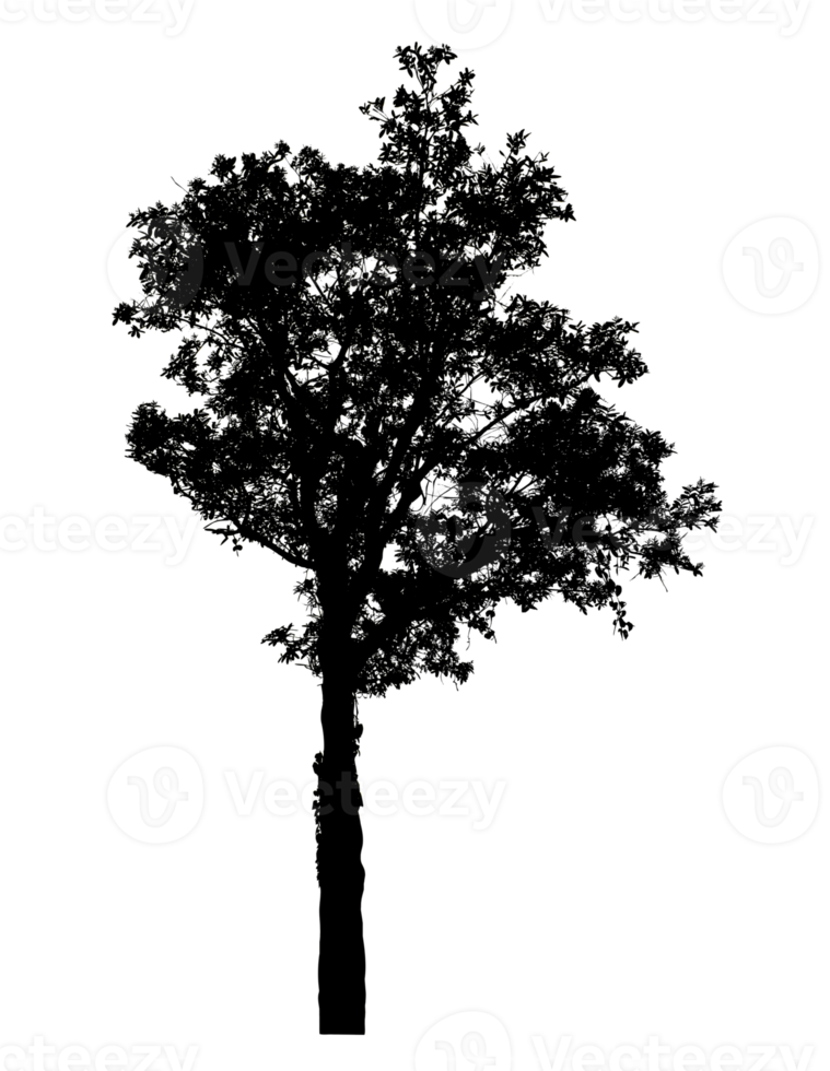 Realistic tree silhouette isolated on transparent background with clipping path and alpha channel png
