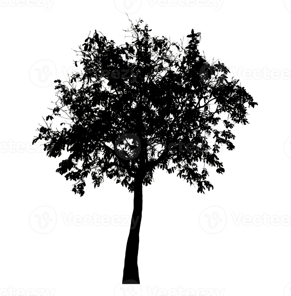 Realistic tree silhouette isolated on transparent background with clipping path and alpha channel png