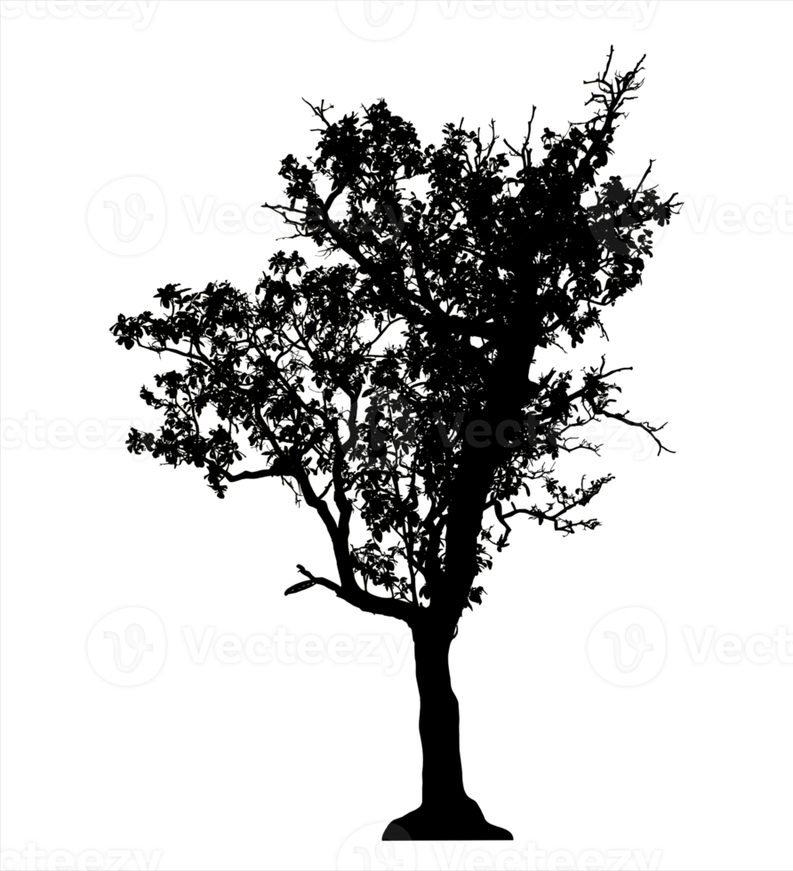 Realistic tree silhouette isolated on transparent background with clipping path and alpha channel png