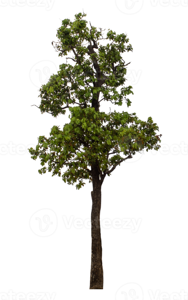 Tree isolated on transparent background png