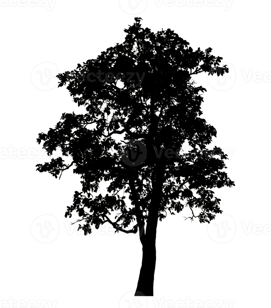 Realistic tree silhouette isolated on transparent background with clipping path and alpha channel png