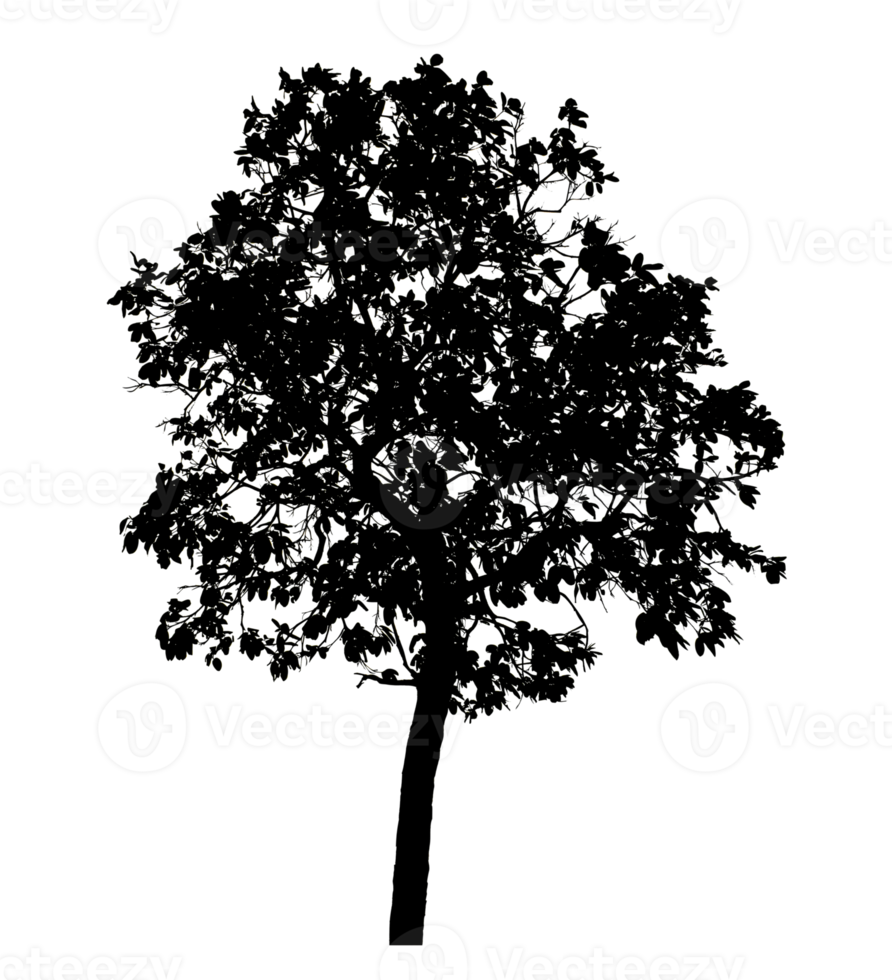 Realistic tree silhouette isolated on transparent background with clipping path and alpha channel png