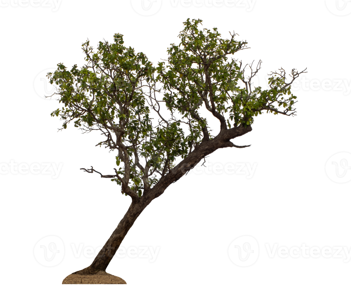 Tree isolated on transparent background png