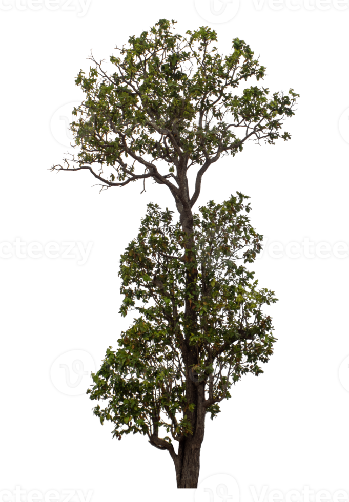 Tree isolated on transparent background png