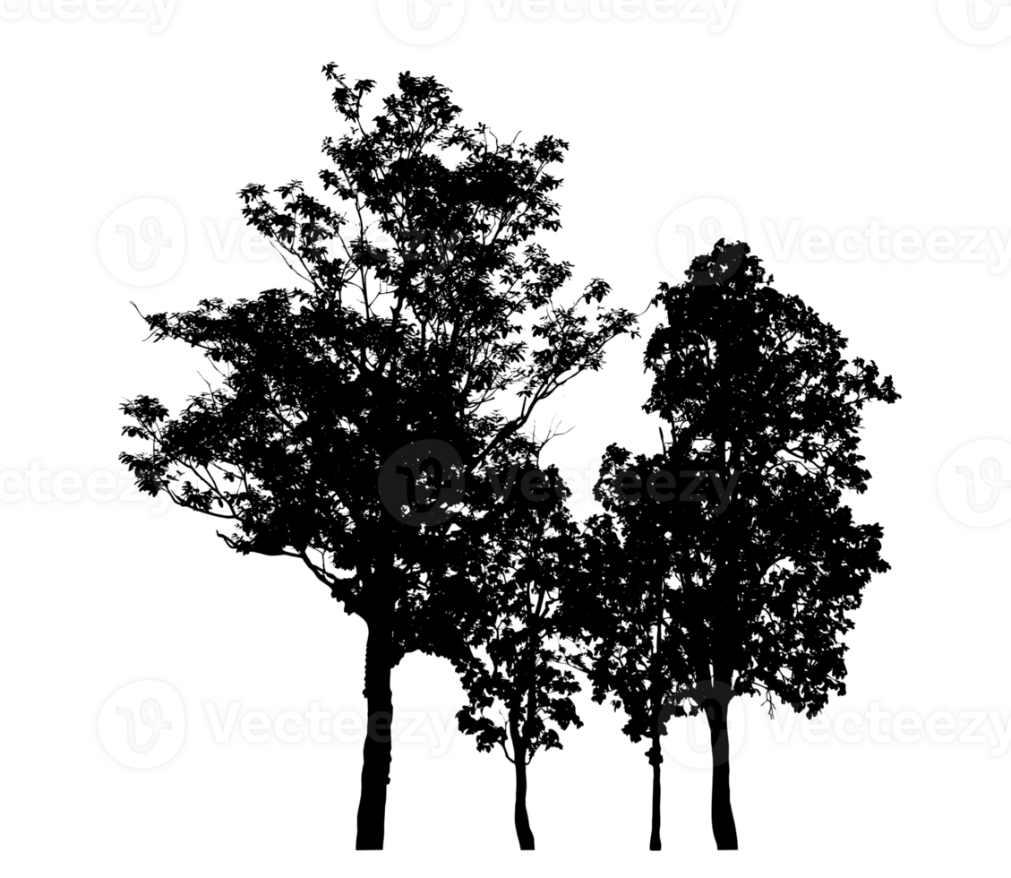 Realistic tree silhouette isolated on transparent background with clipping path and alpha channel png