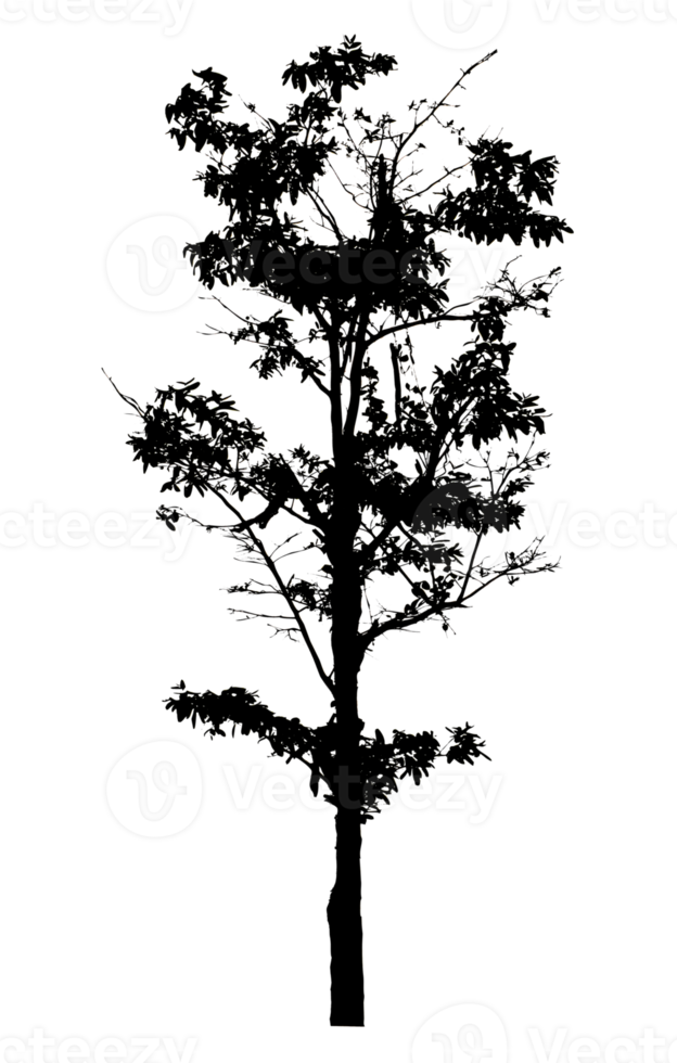 Realistic tree silhouette isolated on transparent background with clipping path and alpha channel png