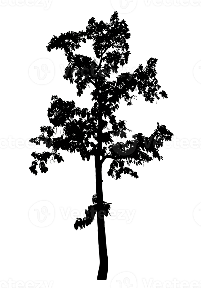 Realistic tree silhouette isolated on transparent background with clipping path and alpha channel png