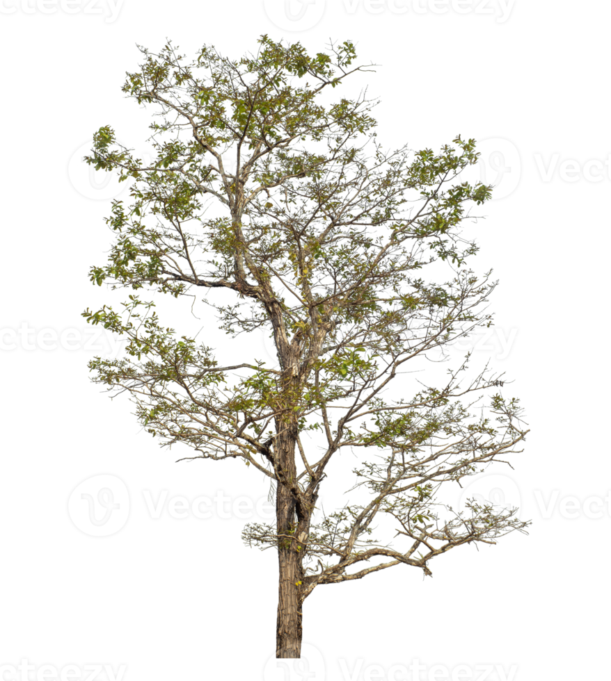 Tree isolated on transparent background png