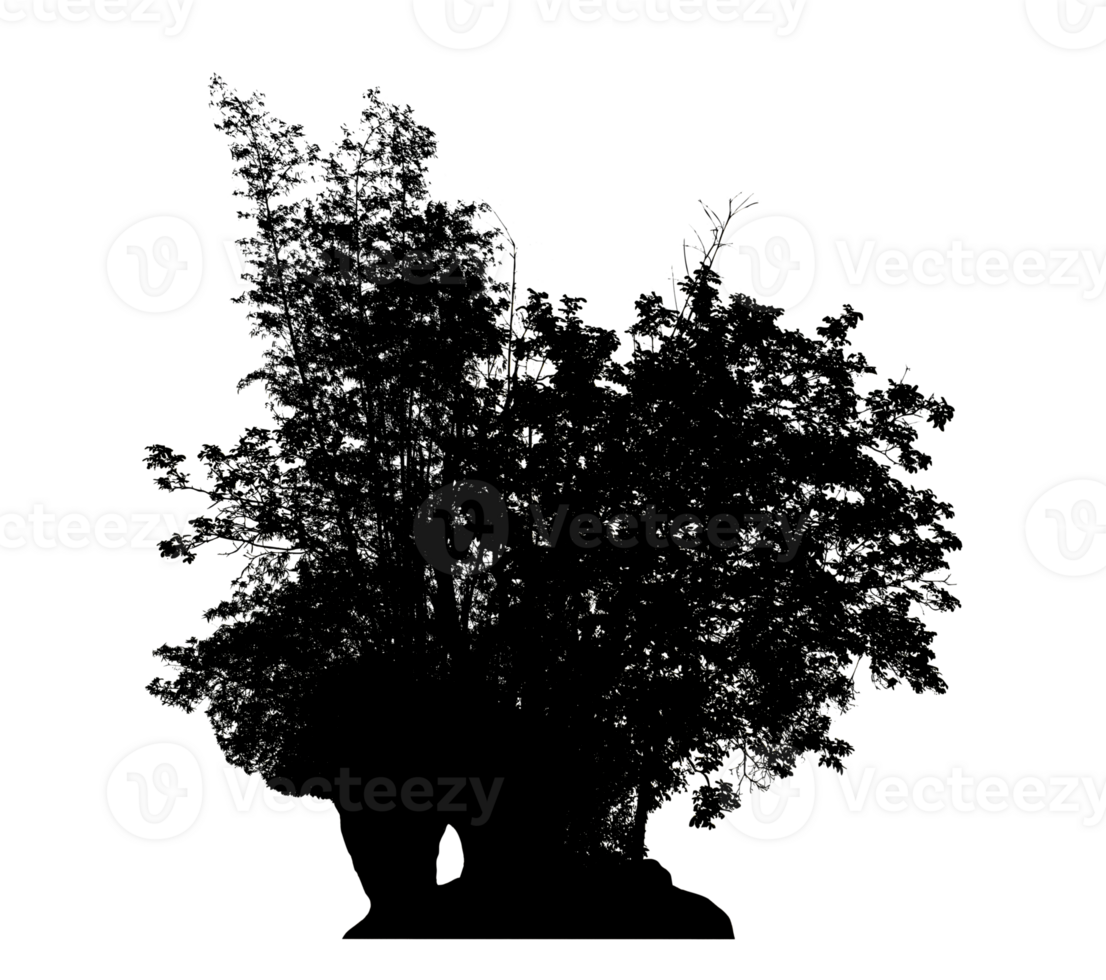 Realistic tree silhouette isolated on transparent background with clipping path and alpha channel png