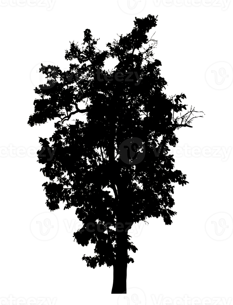 Realistic tree silhouette isolated on transparent background with clipping path and alpha channel png