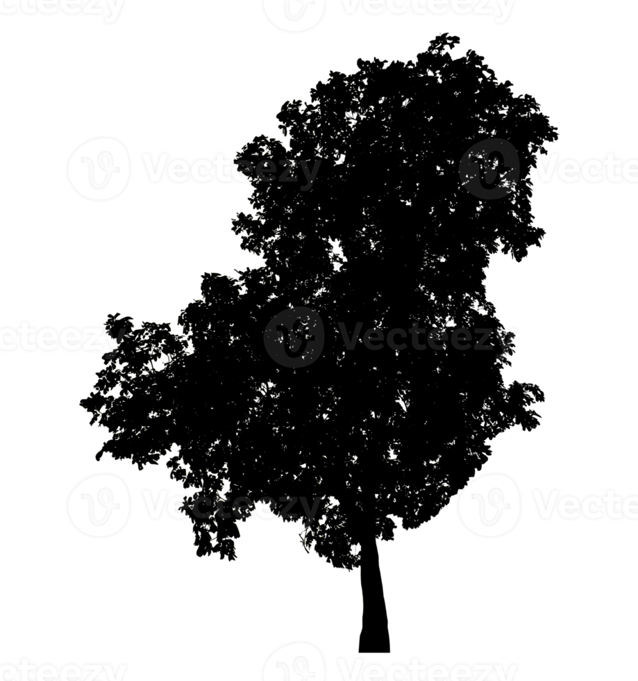 Realistic tree silhouette isolated on transparent background with clipping path and alpha channel png