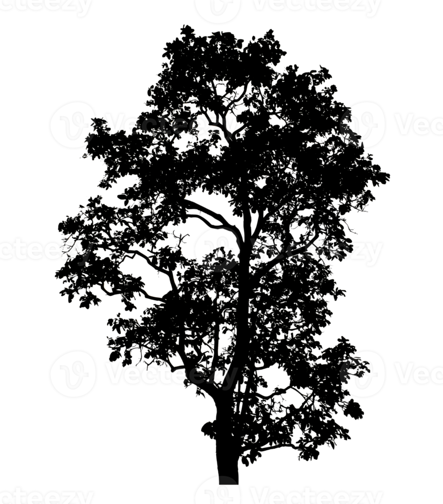 Realistic tree silhouette isolated on transparent background with clipping path and alpha channel png