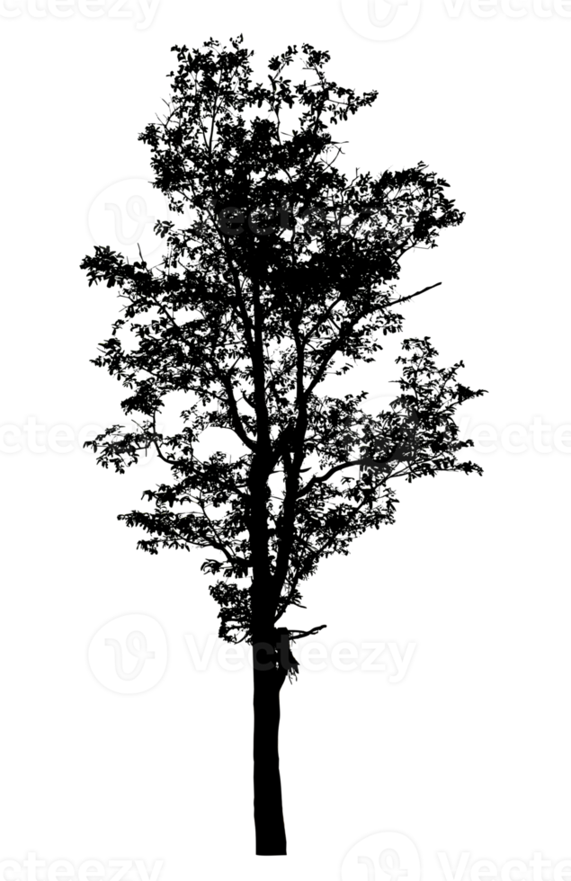 Realistic tree silhouette isolated on transparent background with clipping path and alpha channel png