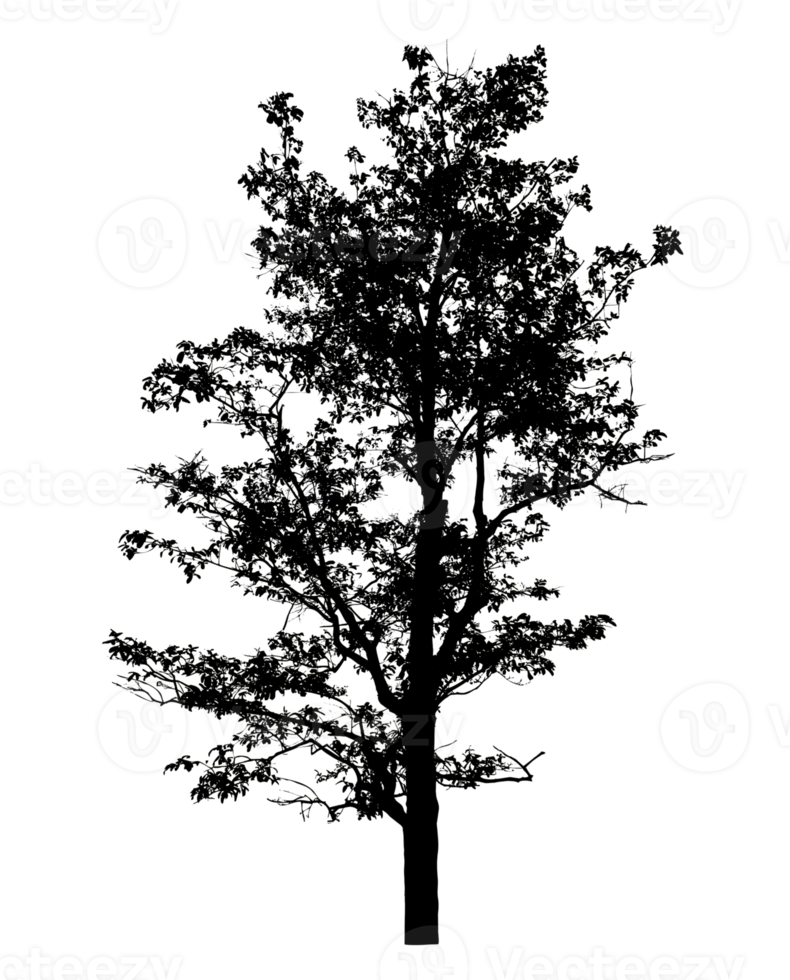 Realistic tree silhouette isolated on transparent background with clipping path and alpha channel png
