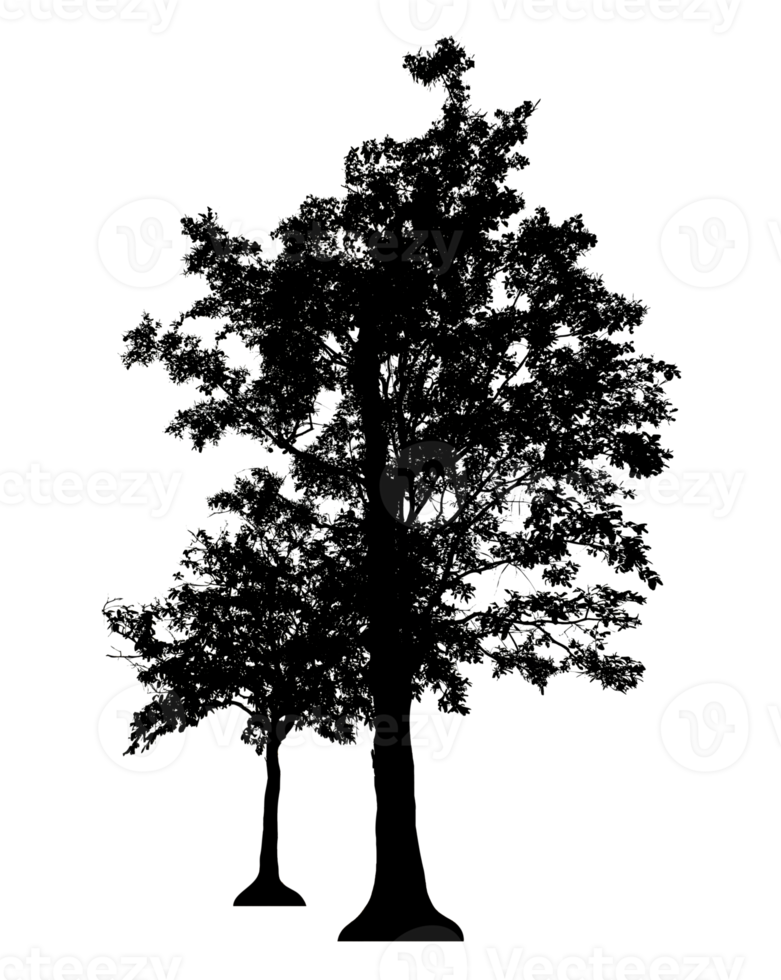 Realistic tree silhouette isolated on transparent background with clipping path and alpha channel png