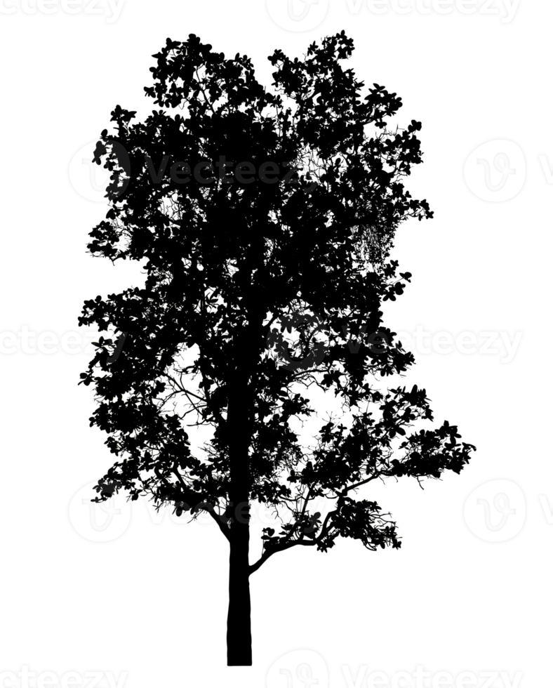 Realistic tree silhouette isolated on transparent background with clipping path and alpha channel png