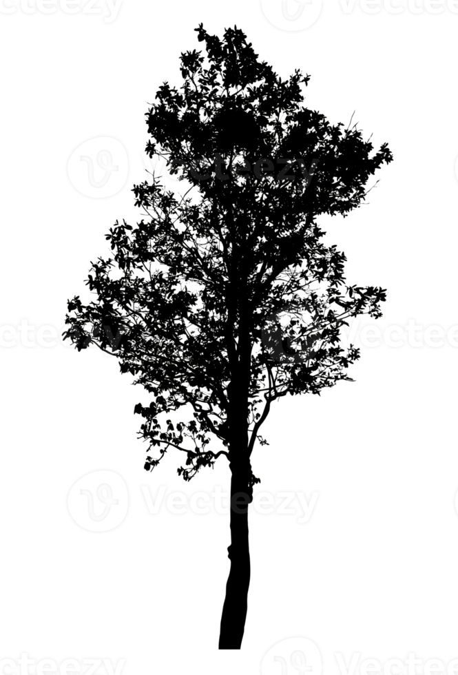 Realistic tree silhouette isolated on transparent background with clipping path and alpha channel png