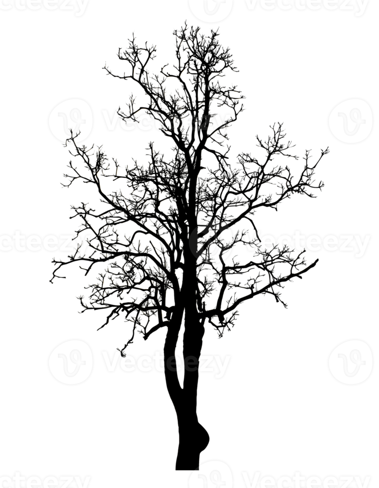 Realistic tree silhouette isolated on transparent background with clipping path and alpha channel png