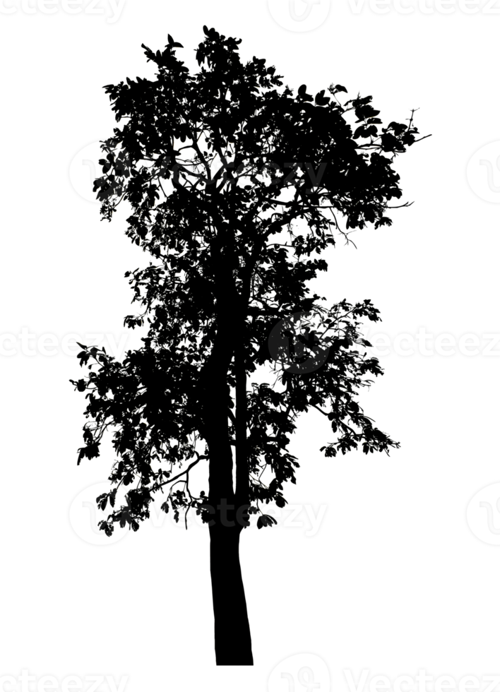 Realistic tree silhouette isolated on transparent background with clipping path and alpha channel png