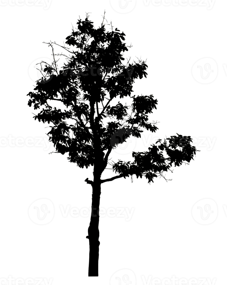 Realistic tree silhouette isolated on transparent background with clipping path and alpha channel png
