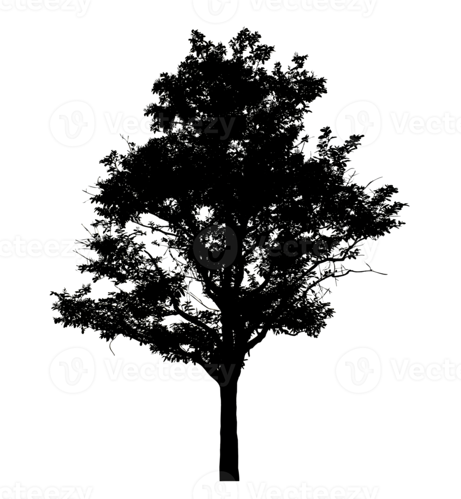 Realistic tree silhouette isolated on transparent background with clipping path and alpha channel png