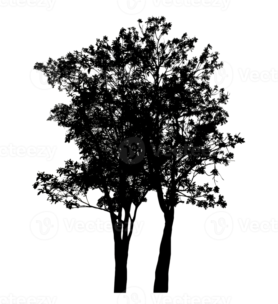 Realistic tree silhouette isolated on transparent background with clipping path and alpha channel png