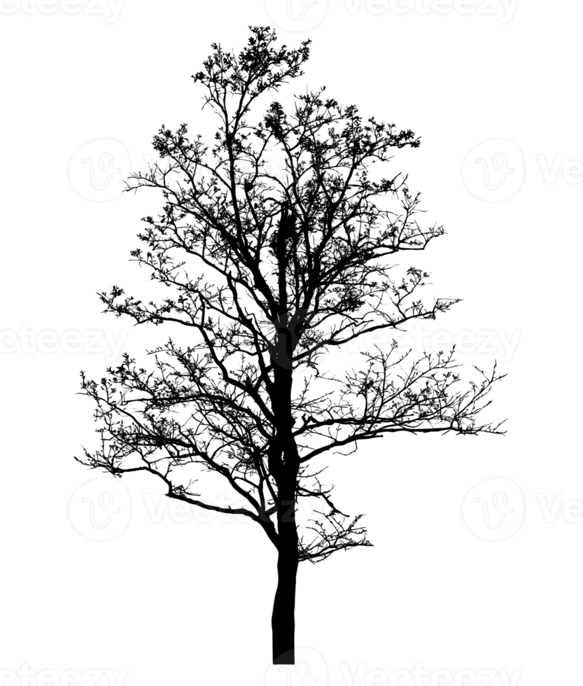 Realistic tree silhouette isolated on transparent background with clipping path and alpha channel png