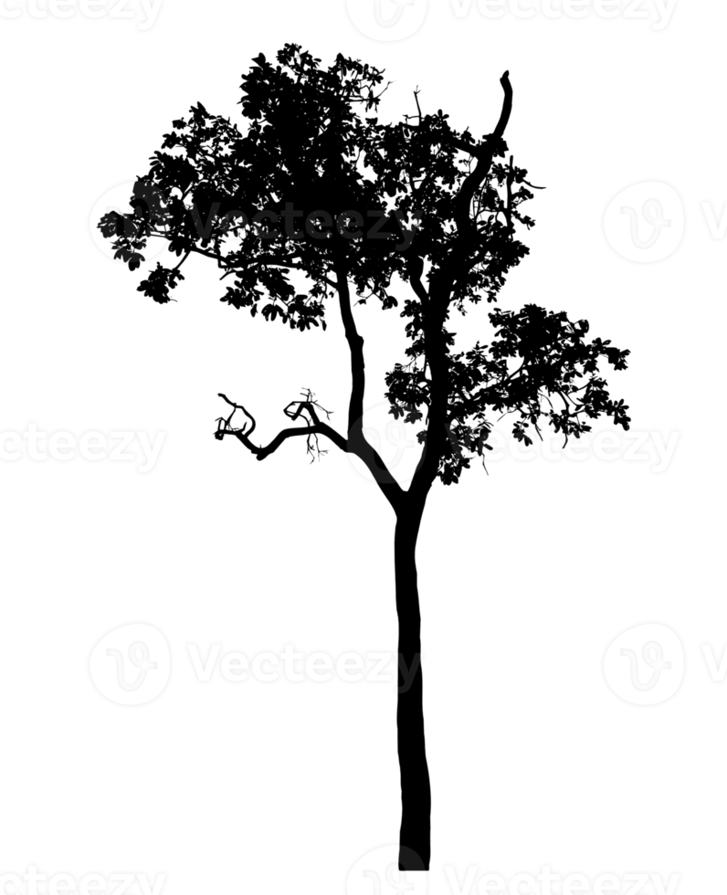 Realistic tree silhouette isolated on transparent background with clipping path and alpha channel png