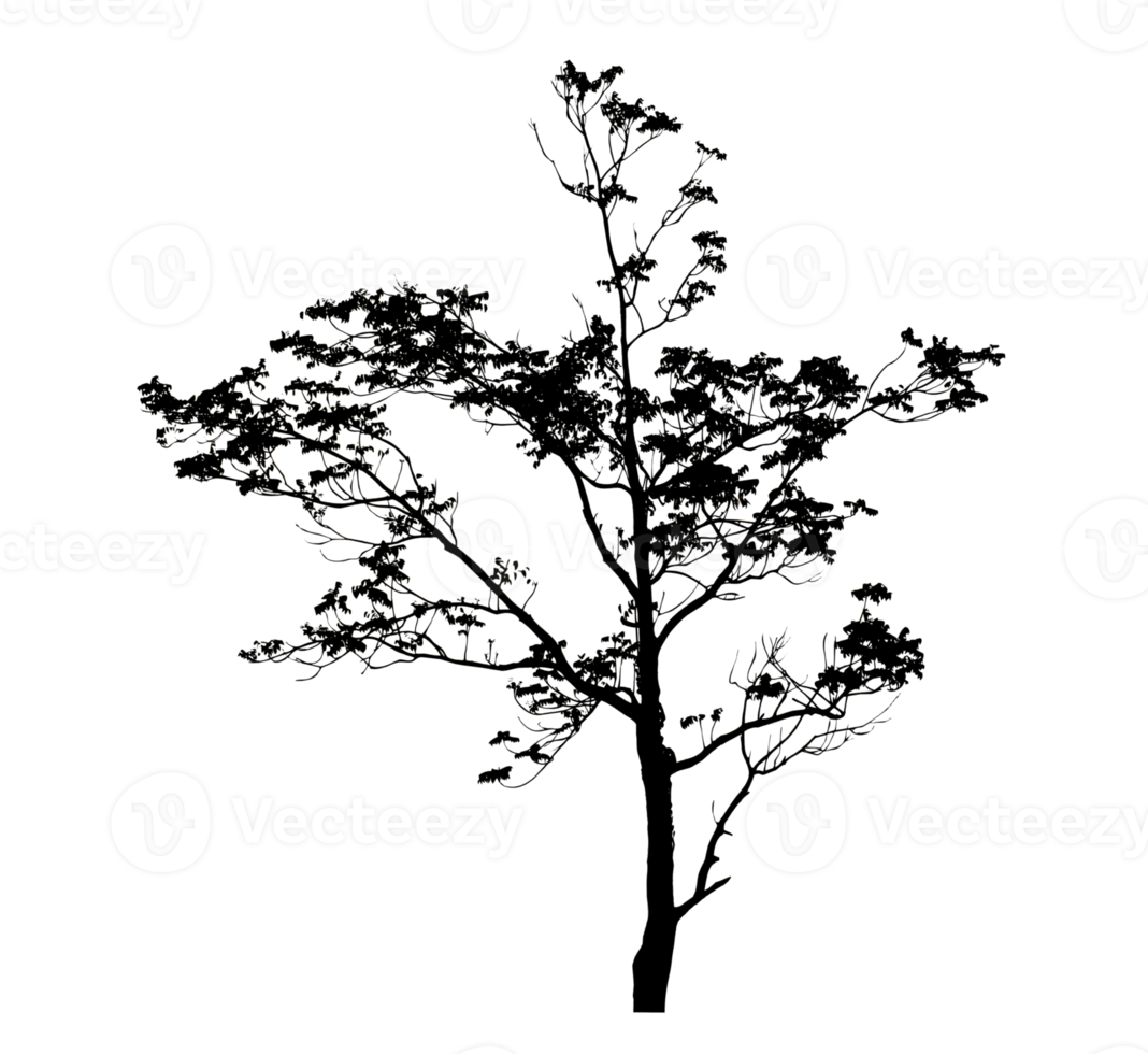 Realistic tree silhouette isolated on transparent background with clipping path and alpha channel png