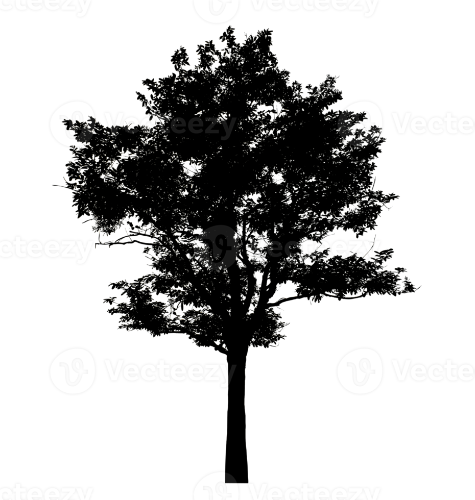 Realistic tree silhouette isolated on transparent background with clipping path and alpha channel png