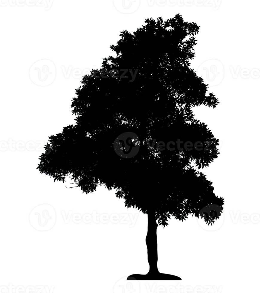Realistic tree silhouette isolated on transparent background with clipping path and alpha channel png