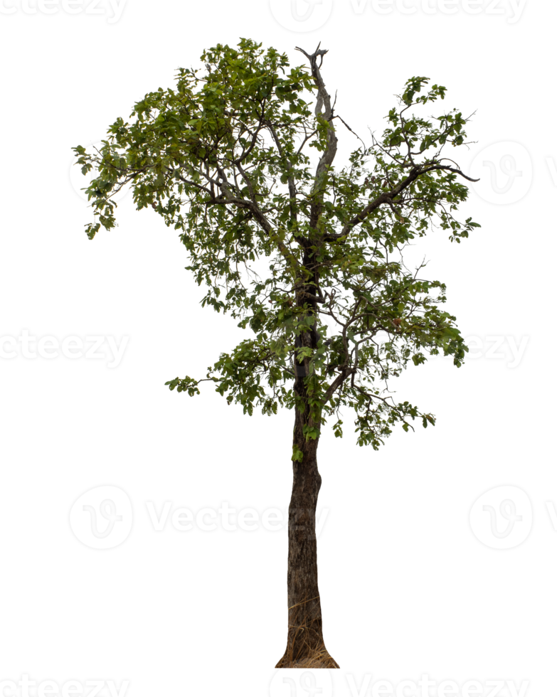 Tree isolated on transparent background png