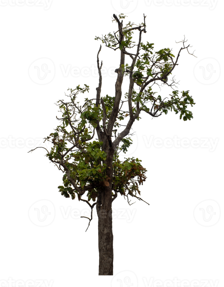 Tree isolated on transparent background png