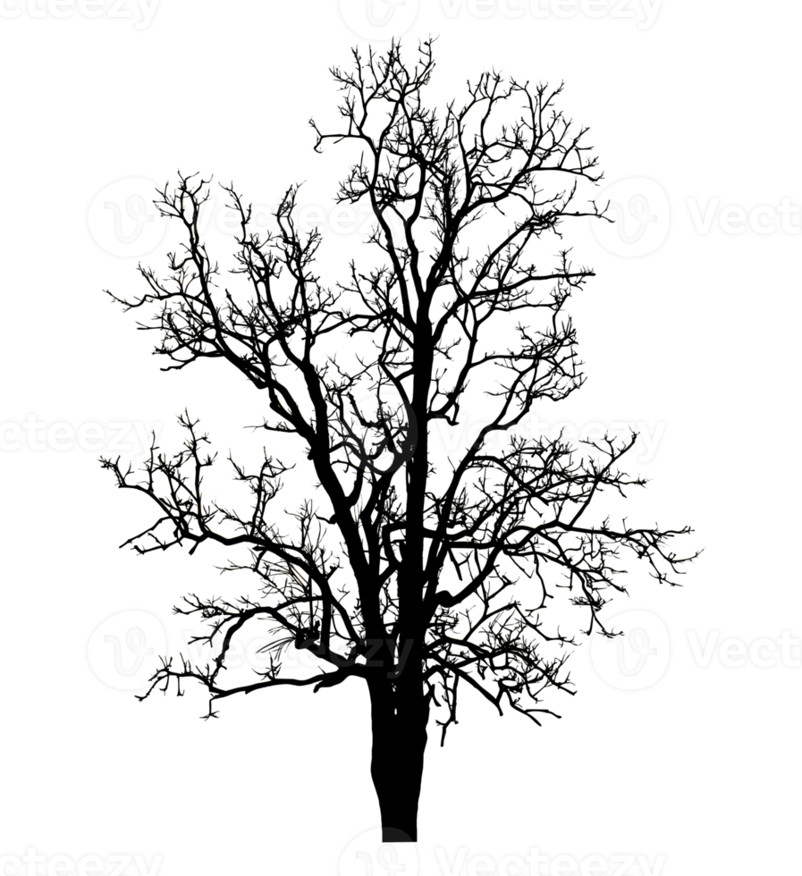 Realistic tree silhouette isolated on transparent background with clipping path and alpha channel png