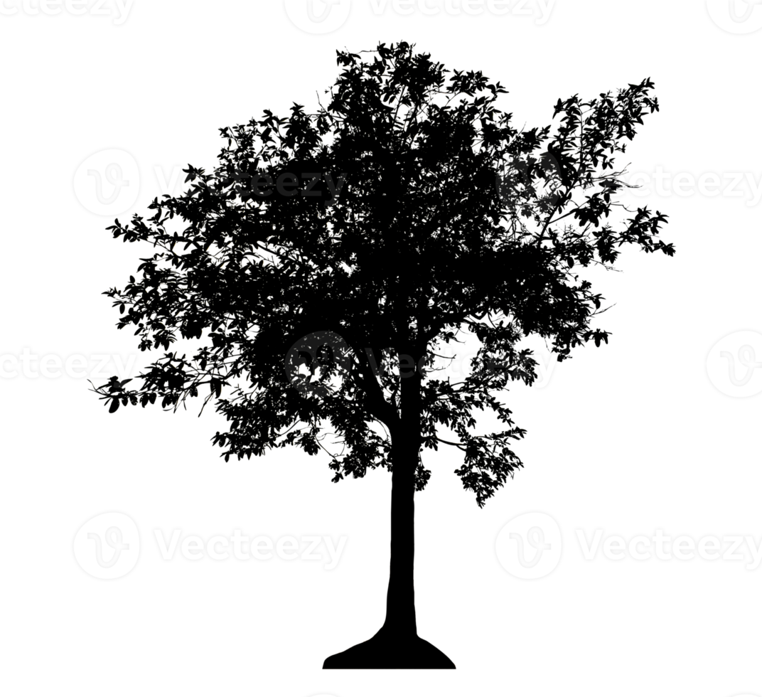 Realistic tree silhouette isolated on transparent background with clipping path and alpha channel png