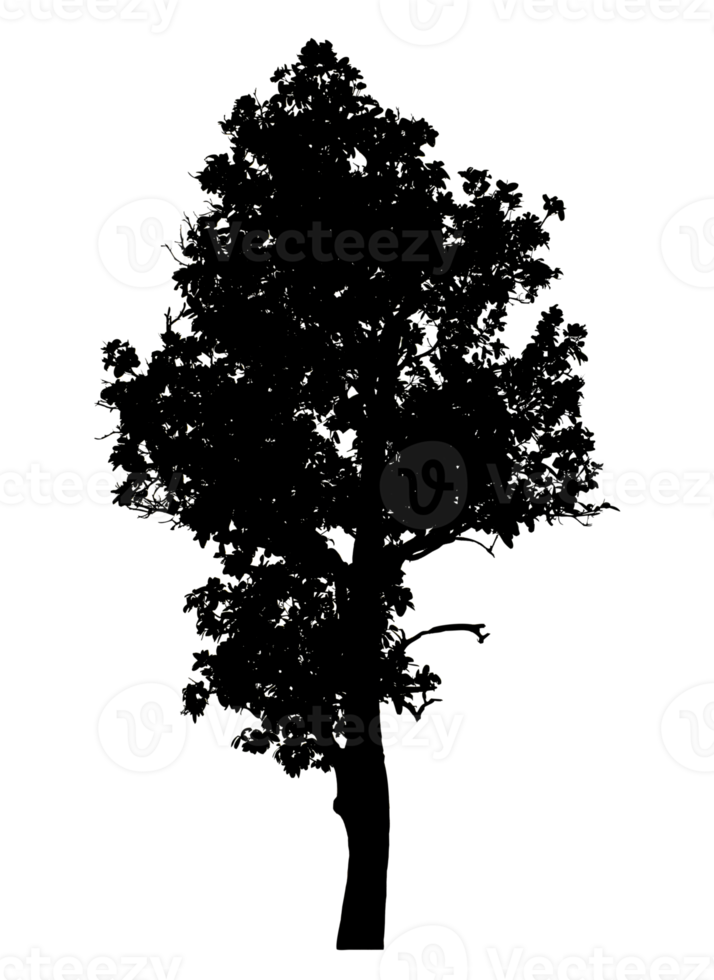 Realistic tree silhouette isolated on transparent background with clipping path and alpha channel png