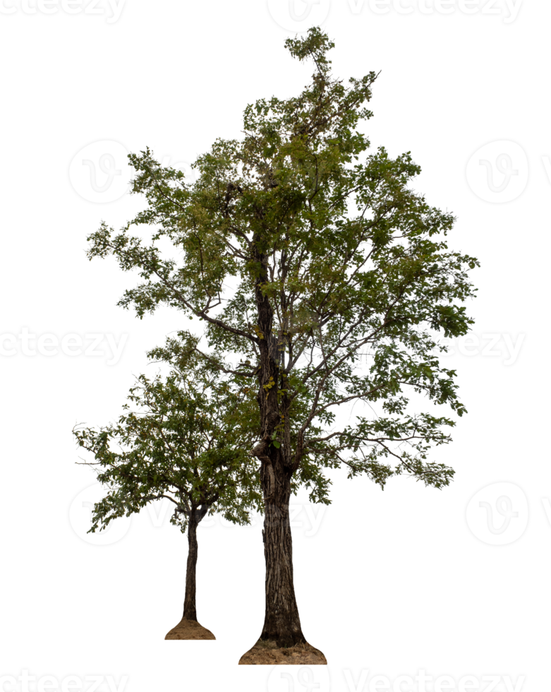 Tree isolated on transparent background png