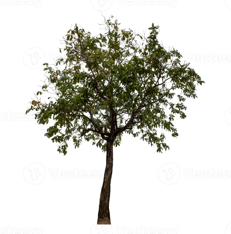 Tree isolated on transparent background png