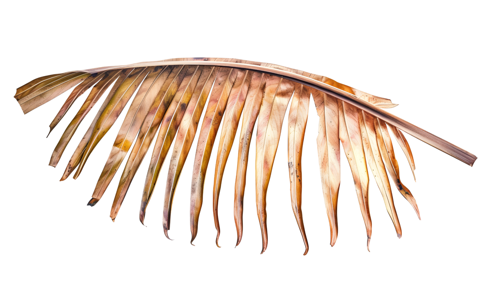 palm dried leaf png