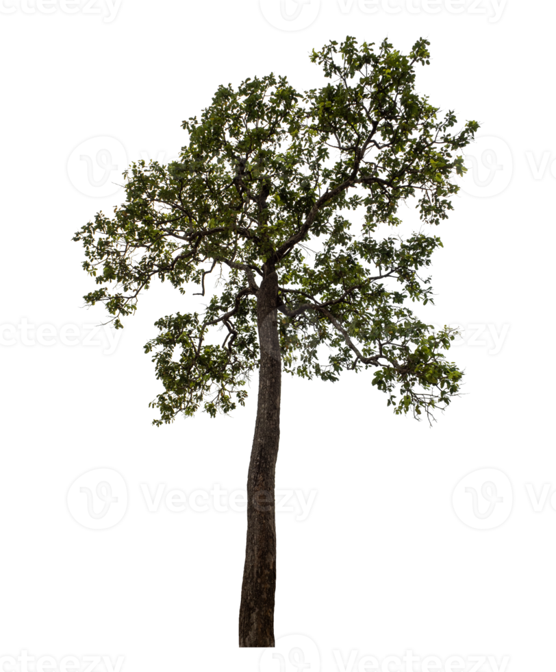 Tree isolated on transparent background png