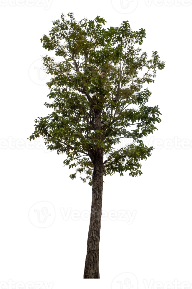 Tree isolated on transparent background png