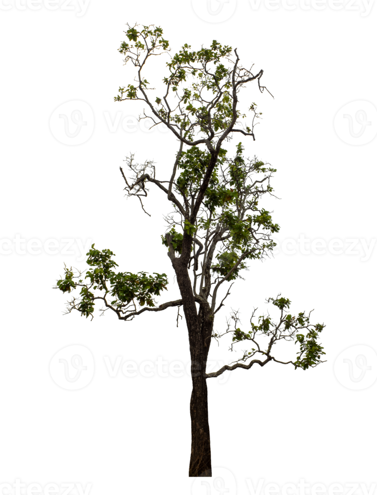 Tree isolated on transparent background png