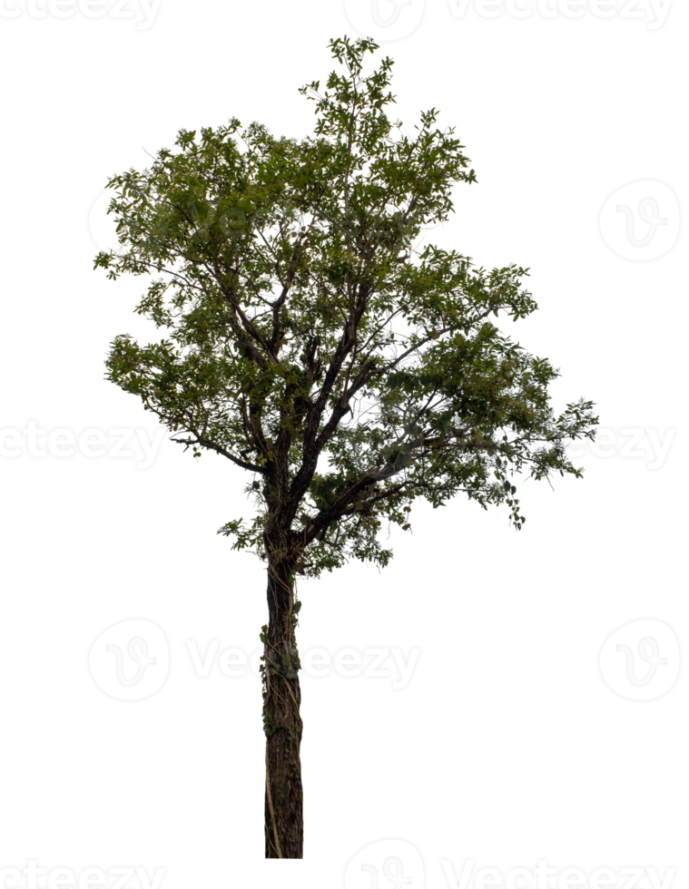 Tree isolated on transparent background png